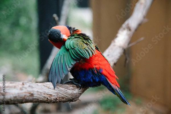 Obraz rainbow lorikeet on a branch
