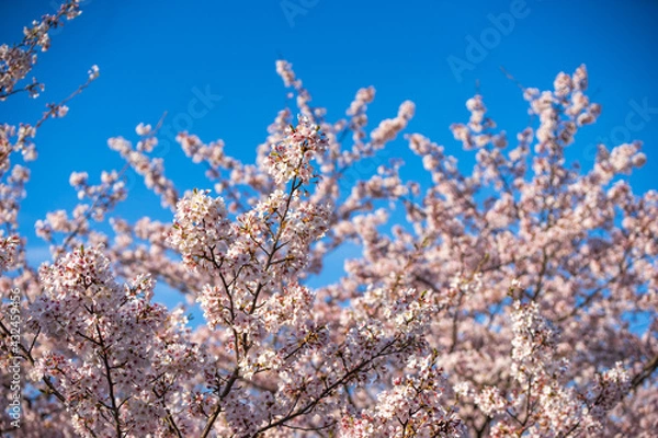 Fototapeta 桜の花　春のイメージ