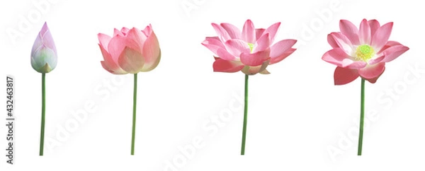 Obraz Set of pink lotus isolated on white background