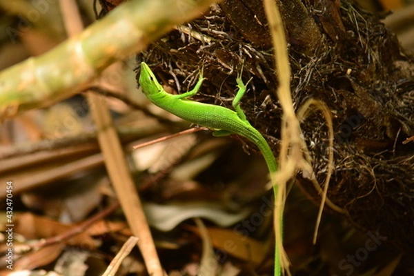Obraz サキシマカナヘビ
