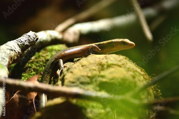 Obraz キシノウエトカゲ