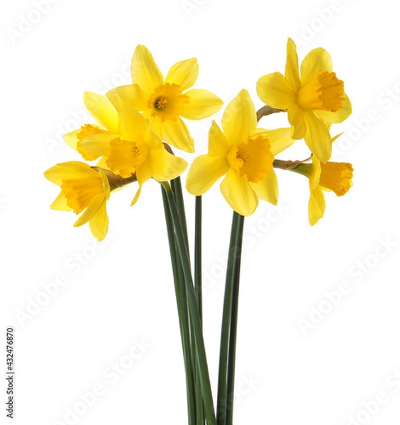 Fototapeta Beautiful blooming yellow daffodils on white background