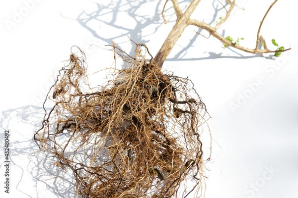Fototapeta Dead tree in white background