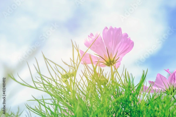 Obraz Cosmos flower with blurred background, pink meadow flowers in summer. Beautiful scenery in flower garden - Image