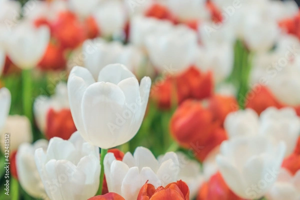 Obraz kwitnące tulipany – naturalna harmonia i świeżość