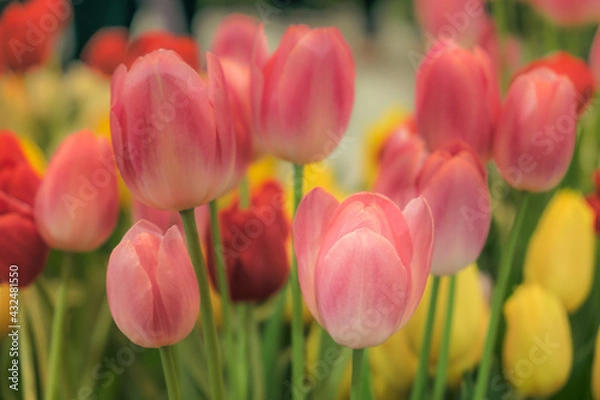 Fototapeta Blooming vibrant tulips flowers field, colourfull tulip, red flower tulip, soft selective focus.