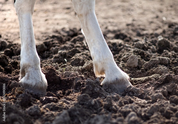Obraz Legs with hooves of a white sporting horse on the ground of the pasture.