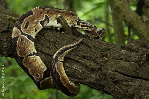 Fototapeta The ball python (Python regius), also called the royal python, on the old branche in green forest.