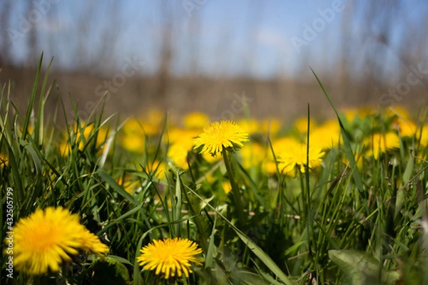 Obraz Löwenzahnme(hr)er