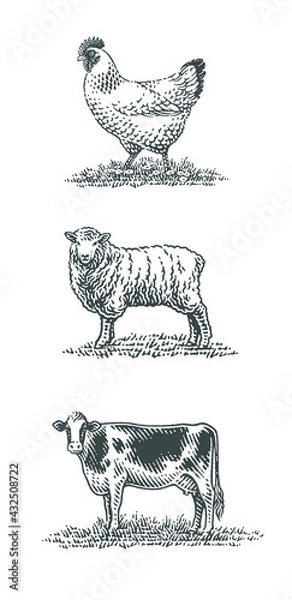Fototapeta Cow, sheep and chicken, farm domestic animals.
Hand drawn engraving style vector illustration.