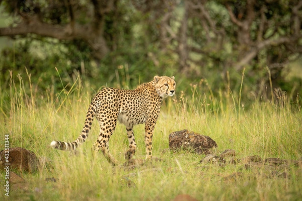 Fototapeta Cheetah walks across frame over rock-strewn grass