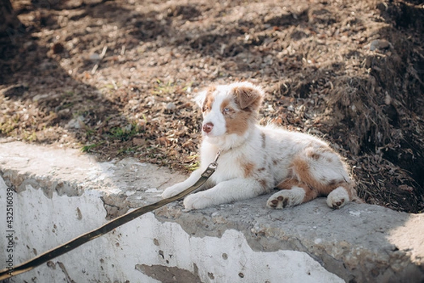 Obraz a puppy of the Australian Shepherd breed with blue eyes. aussie