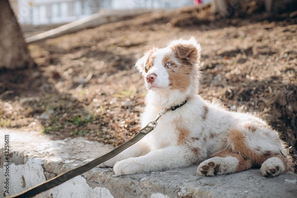 Obraz a puppy of the Australian Shepherd breed with blue eyes. aussie