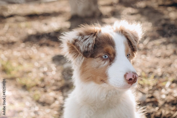 Obraz a puppy of the Australian Shepherd breed with blue eyes. aussie