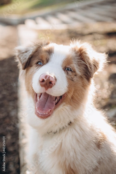 Obraz a puppy of the Australian Shepherd breed with blue eyes. aussie