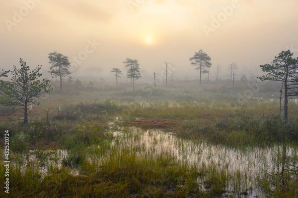 Obraz Foggy morning at a swamp