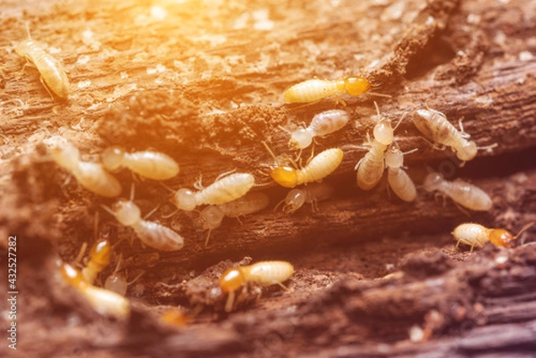 Obraz Close up termites or white ants