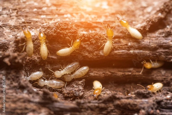 Obraz Close up termites or white ants