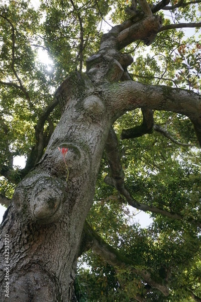 Obraz 初夏の日差しと新緑