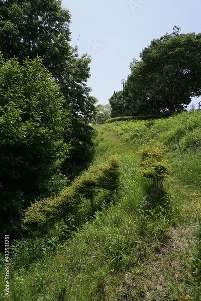 Obraz 初夏の日差しと新緑