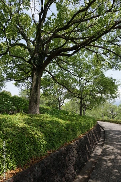 Obraz 初夏の日差しと新緑