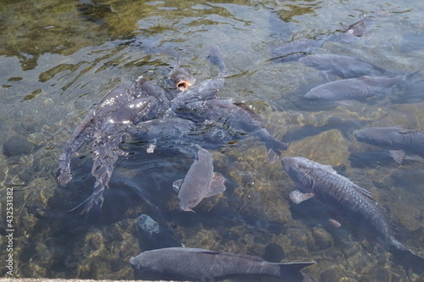 Obraz 初夏の日差しと、透き通った湧き水の中を泳ぐ鯉