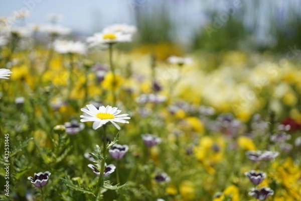 Obraz 初夏の日差しとカラフルな草花