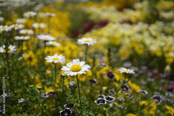 Obraz 初夏の日差しとカラフルな草花