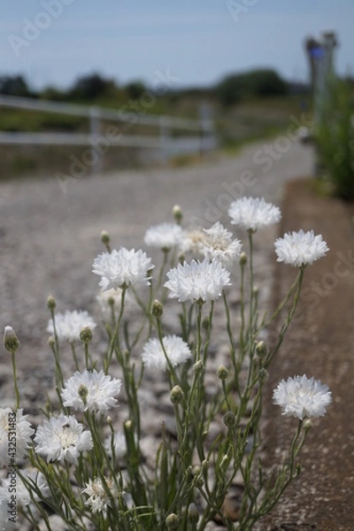Obraz 初夏の日差しとカラフルな草花