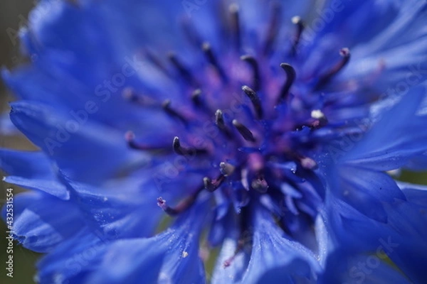 Obraz 初夏の日差しとカラフルな草花