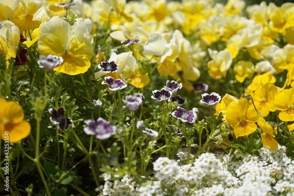 Obraz 初夏の日差しとカラフルな草花