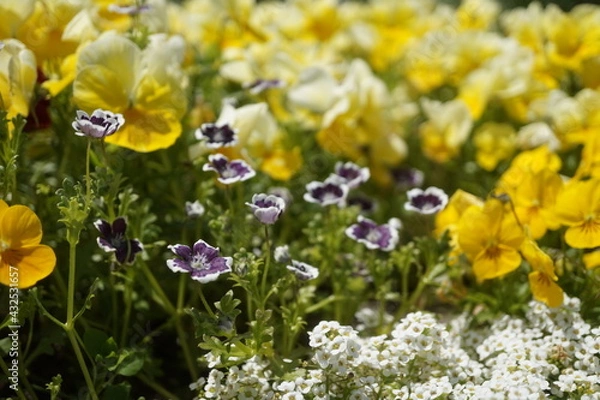 Obraz 初夏の日差しとカラフルな草花