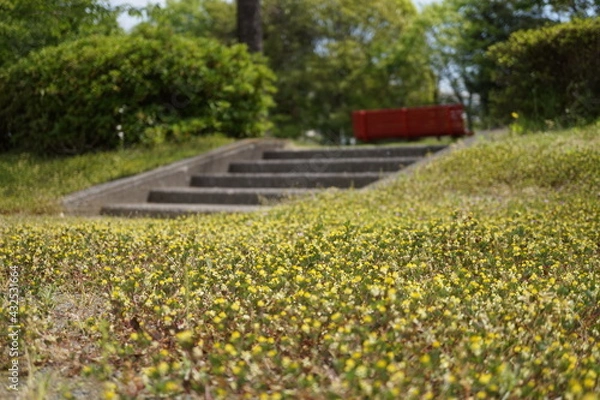 Obraz 初夏の日差しとカラフルな草花