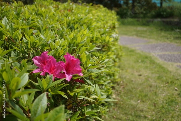 Obraz 初夏の日差しとカラフルな草花