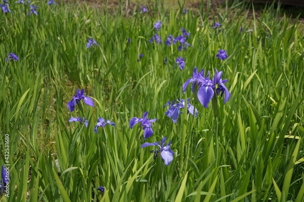 Obraz 初夏の日差しとカラフルな草花
