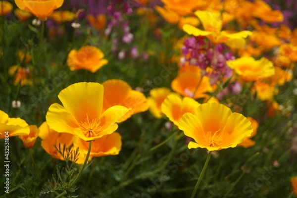 Obraz 初夏の日差しとカラフルな草花