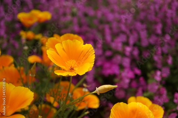 Obraz 初夏の日差しとカラフルな草花