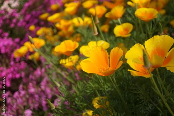 Obraz 初夏の日差しとカラフルな草花