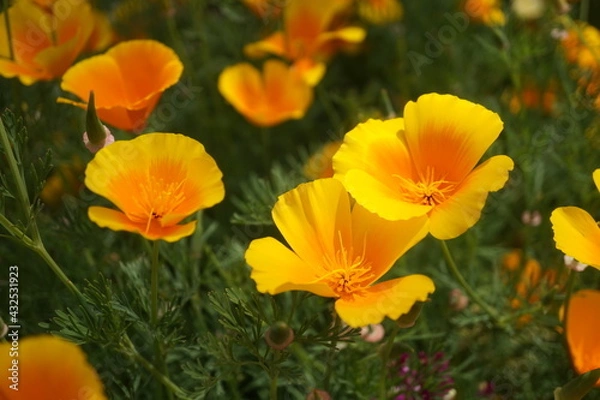 Obraz 初夏の日差しとカラフルな草花
