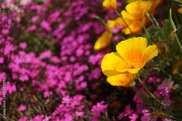 Obraz 初夏の日差しとカラフルな草花
