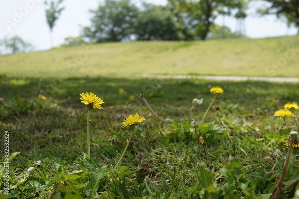 Obraz 初夏の日差しと新緑とタンポポ