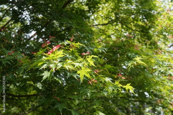 Obraz 初夏の日差しと新緑