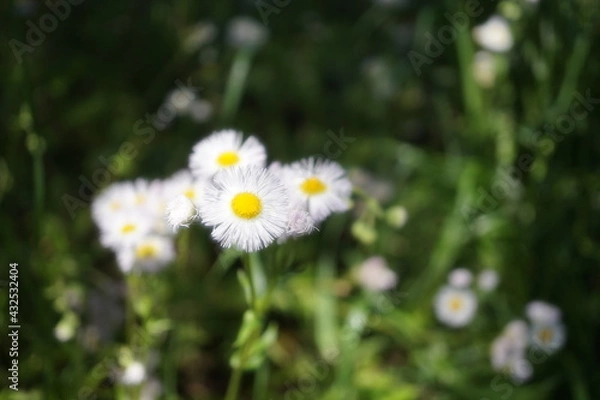 Obraz 初夏の日差しとカラフルな草花