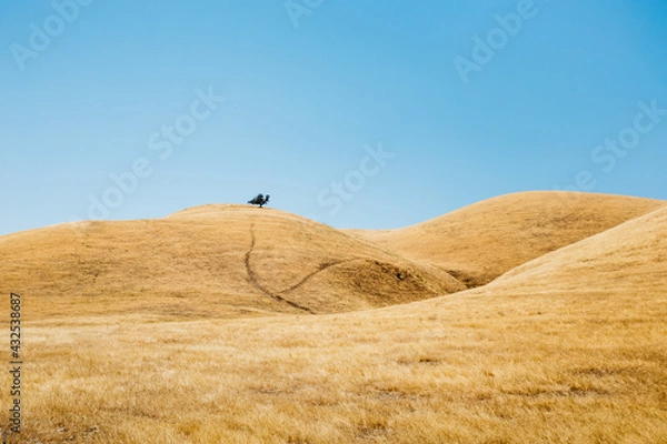 Fototapeta Lone tree on golden hills of Diablo Range in California