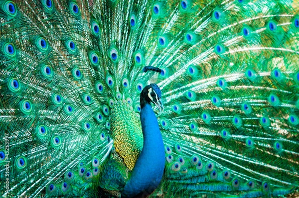 Fototapeta Portrait of peacock with feathers out