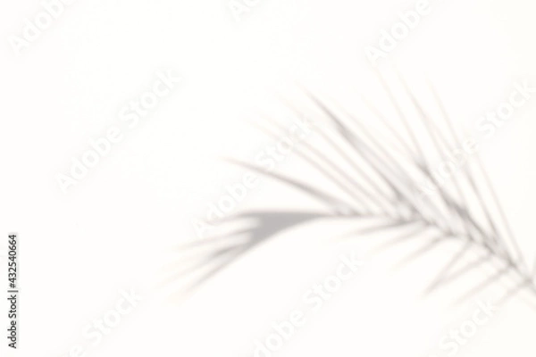 Fototapeta blur Palm tree shadow on white background