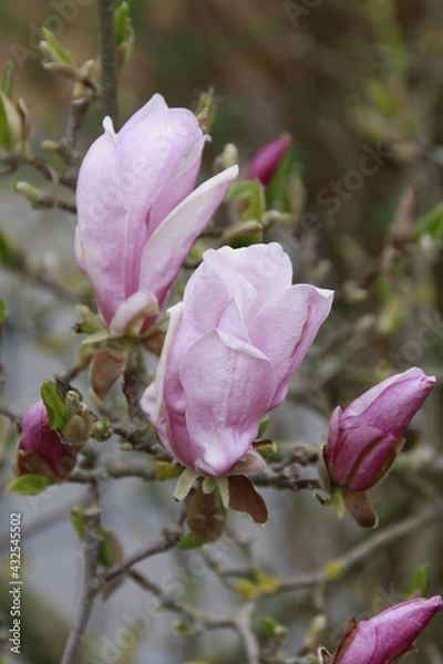Obraz Magnolienblüte