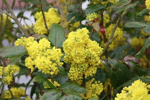 Obraz Stechpalmenblüten