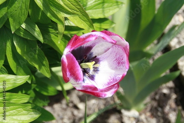 Obraz spannende Tulpe blüht auf