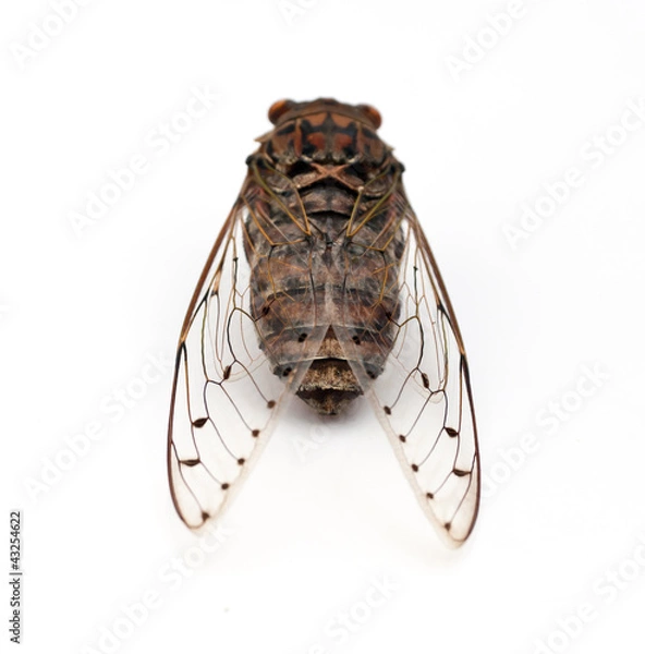Obraz cicada insect.